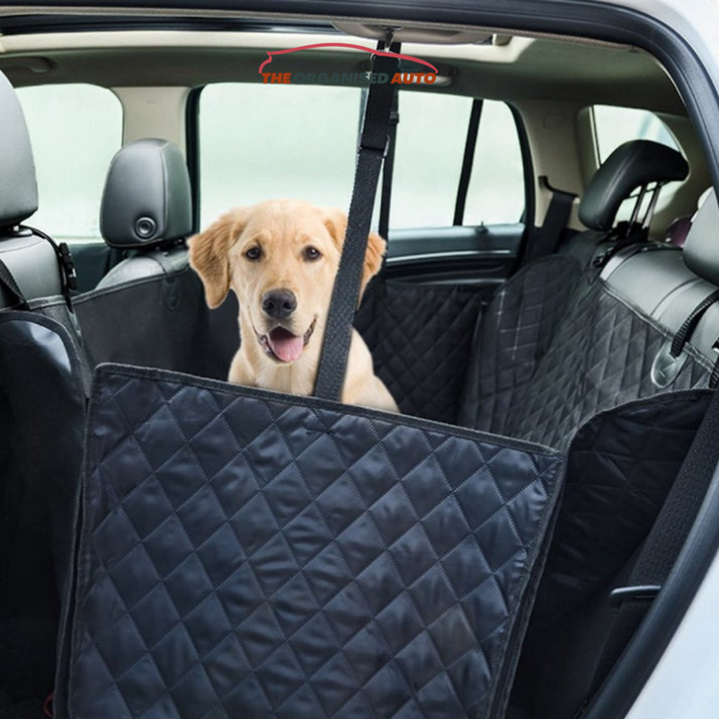 dog on back seat of car