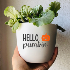 “Hello Pumkin” flower pot as an autumn decoration and gift