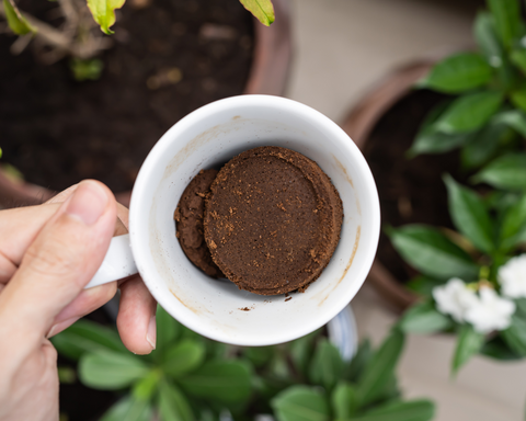 rouwvliegjes bestrijden koffie