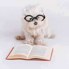 Dog reading a book