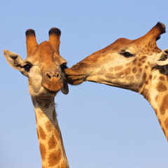 Girafee kissing