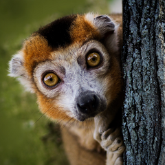 Curious lemur