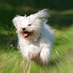 dog running