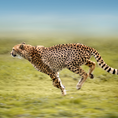 Cheetah sprinting