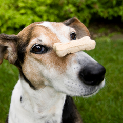 Dog with treat on it's nose