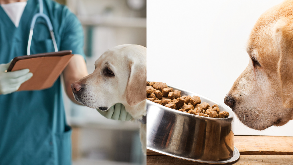 labrador retriever on vet