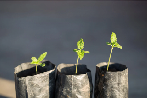 Seedling Stage