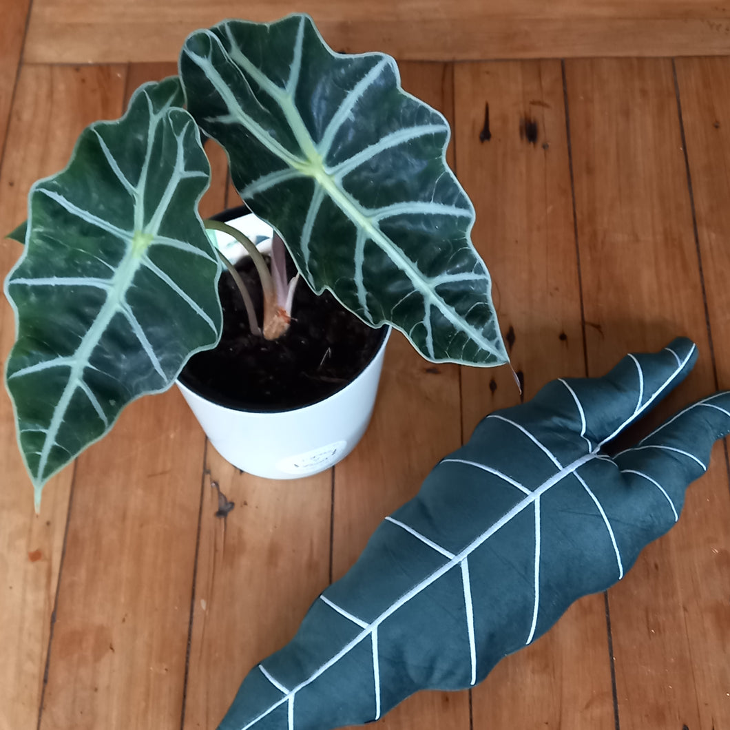 Alocasia Sarian Leaf Cushion