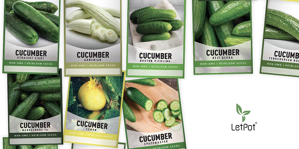 hydroponic cucumber variety