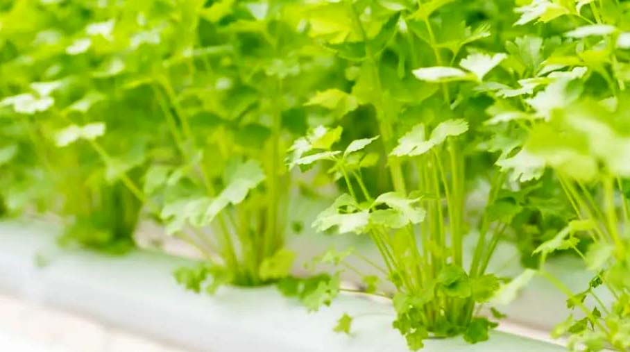 Choose the right hydroponic system