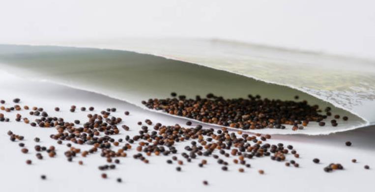 Common Thyme seeds