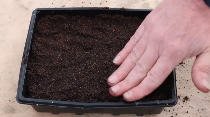 How to Germinate Kale Seeds
