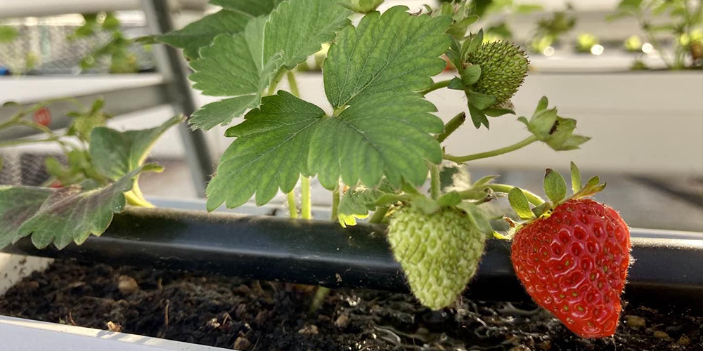 hydroponic-strawberries-Indoors