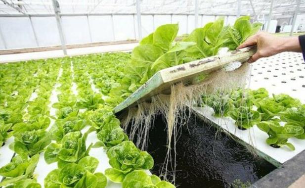 How to start hydroponic lettuce