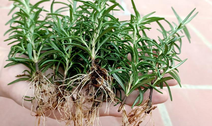 Hydroponic Rosemary