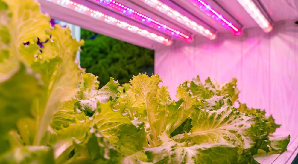 Hydroponic lettuce needs light time