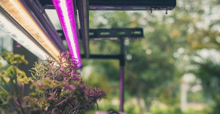 Illumination of hydroponic Thyme