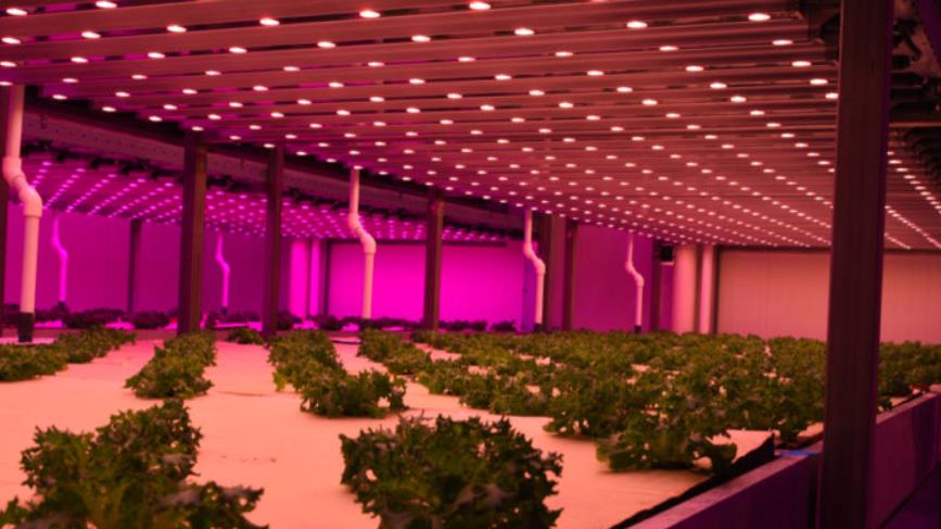 Lighting of hydroponic kale