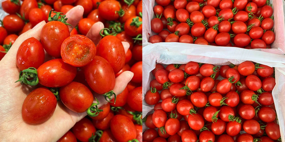 Timing and Harvesting of Cherry Tomatoes