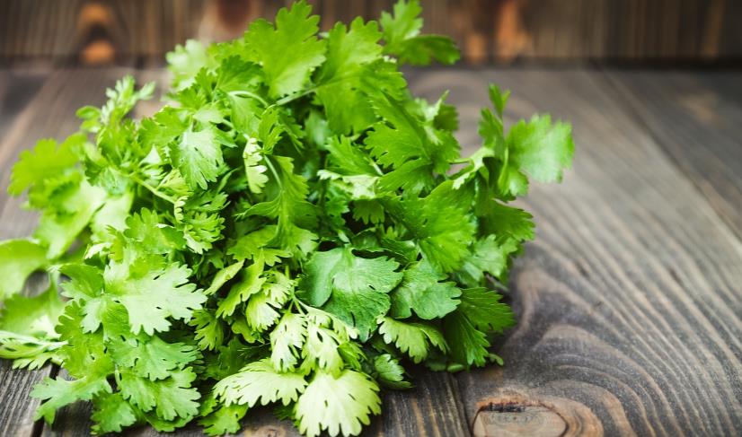 cilantro