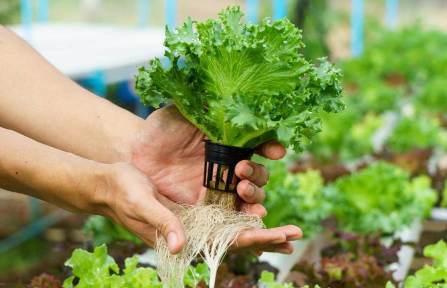 Transplanting Hydroponic Lettuce Seedlings into the Growing System