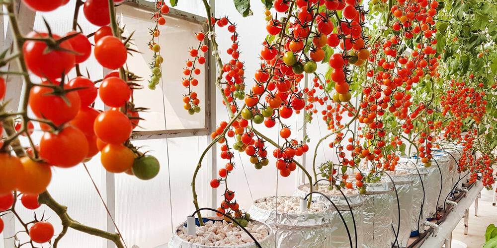Setting up the Ideal Hydroponic System for Tomato Cultivation