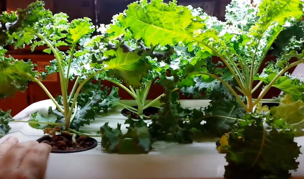 hydroponic kale