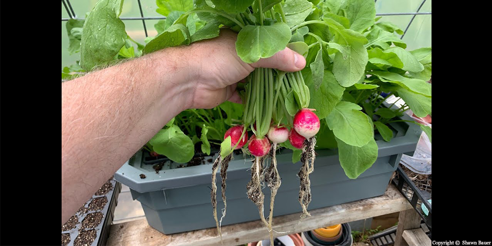 Hydroponic Cherry Belle Radish Harvesting Guide