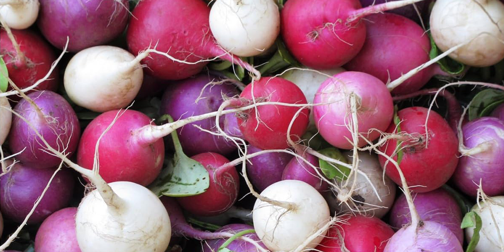 Hydroponic Radish Variety