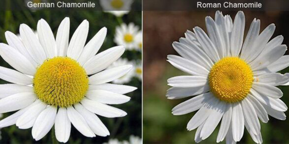 hydroponic chamomile variety seed