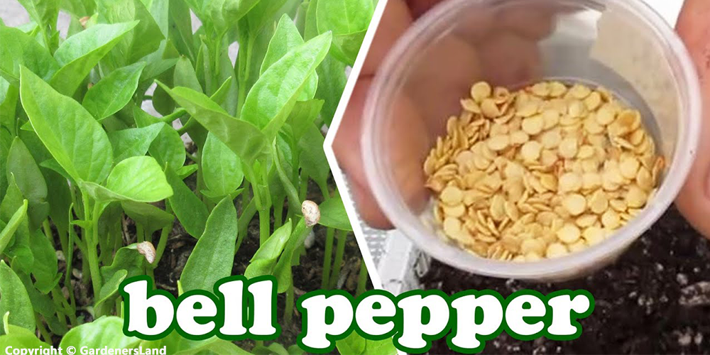 hydroponic bell peppers seeds