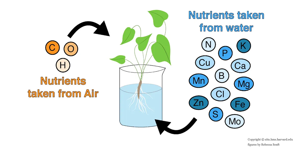 nutrient solution for  hydroponic