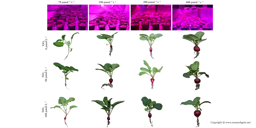 Artificial Lighting for Your Indoor Hydroponic Cherry Belle Radish Cultivation