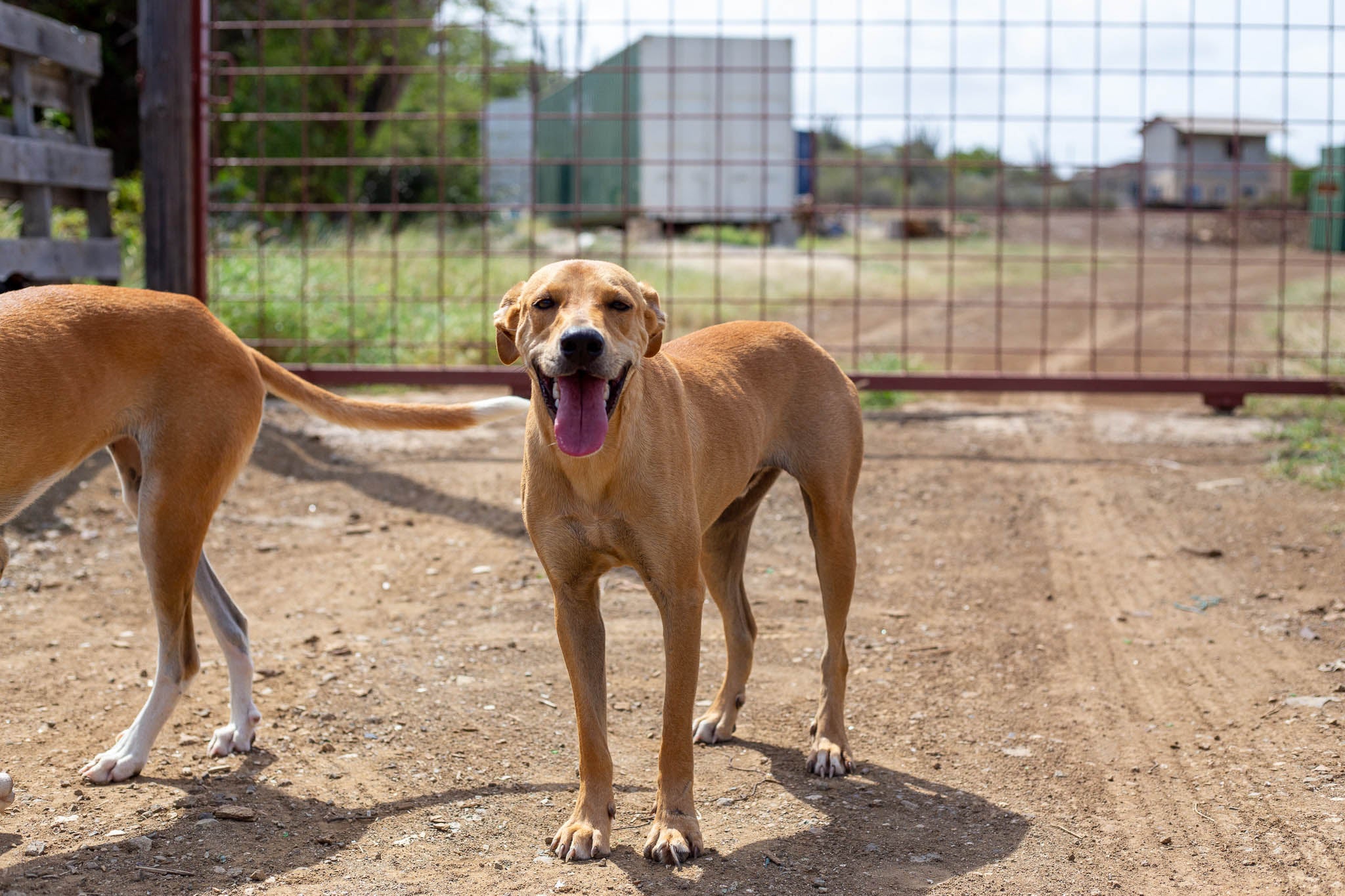 Dogs in front of the gate