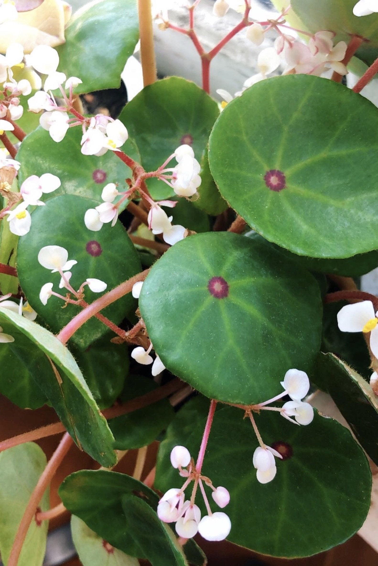 BEGONIA CONCHIFOLIA RED RUBY – Bunk Ass Plants