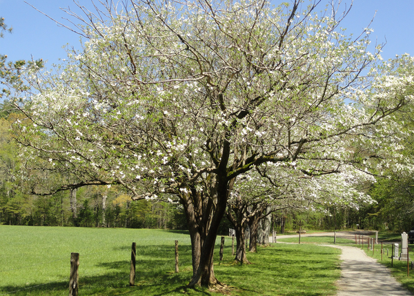 Fall is an excellent time to plant trees. The cooler weather reduces the stress on young trees, giving the roots plenty of time to grow before the hot summer months arrive.