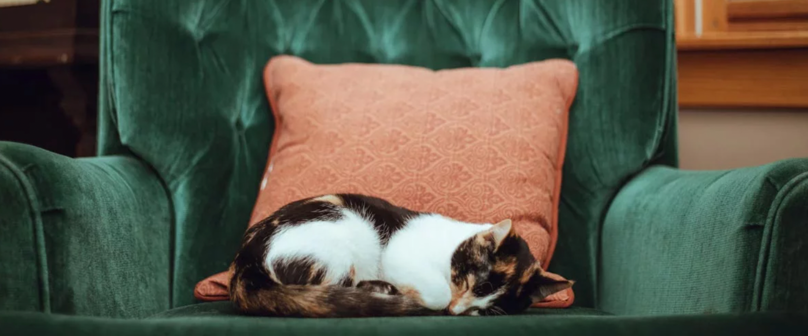 Cómo quitar el olor a orina de gato de tu sillón? | SofaMatch