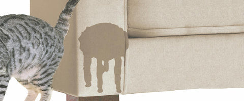 Cómo quitar el olor a orina de gato de tu sillón? | SofaMatch