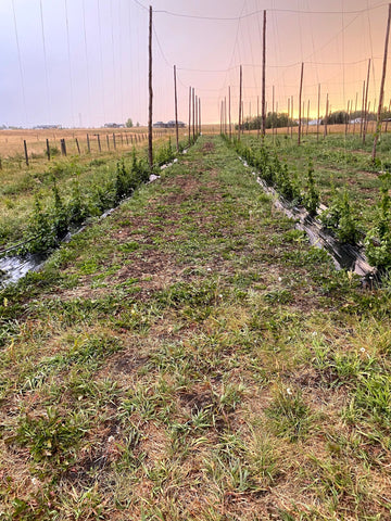 Chinook Hop Rows first year