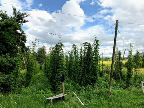 Hop farm - growing hops