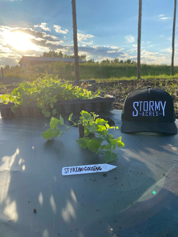 Styrian Golding Hops plants ready to be planted