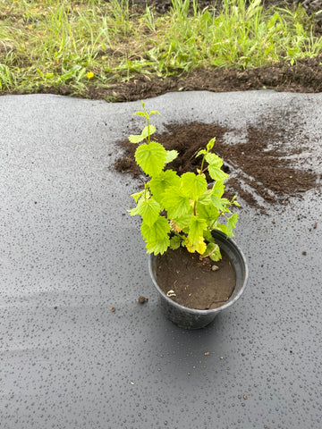 Chinook Hop Plant to be planted