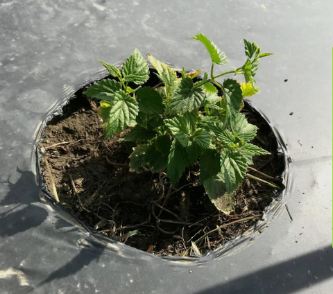 Teamaker Hop plant just planted