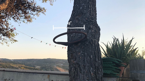 An image of a basketball rim on a tree
