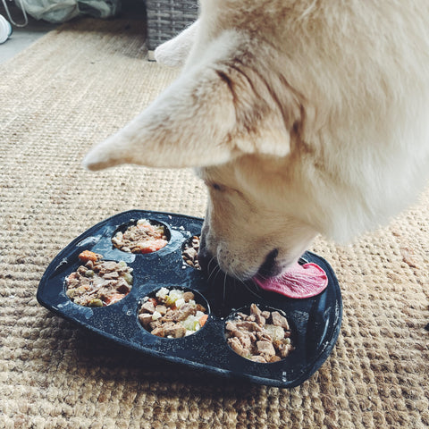 Dog licking muffin tray treats enrichment activity