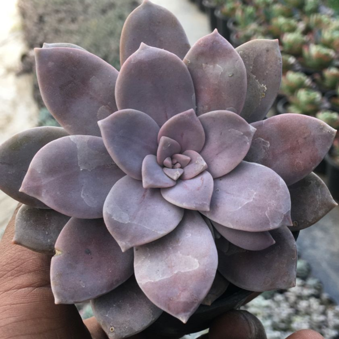 Graptoveria Titubans - Blue Lotus (Bare Rooted)