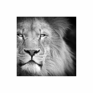 Lion portrait wall art | Canvas, Framed and Print