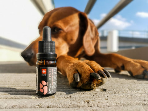 treat fearful dogs with cbd oil