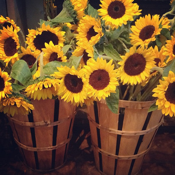 Sunflowers in California
