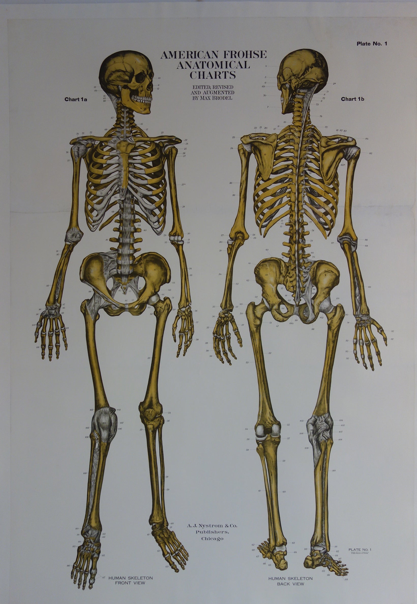 Anatomical Charts